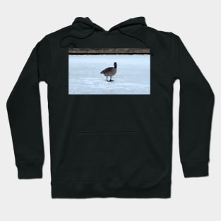 Canada Goose Standing On The Snow Hoodie